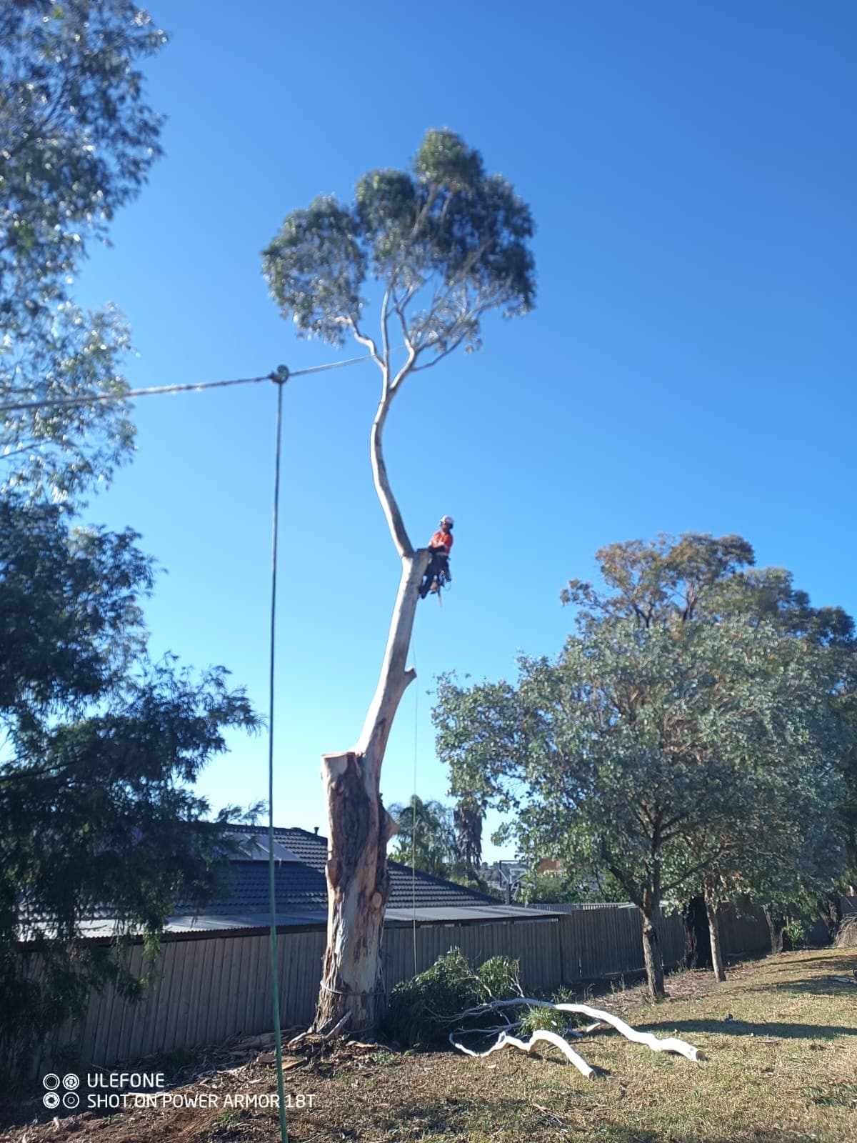 Arbtec arborist working at height removing a tree