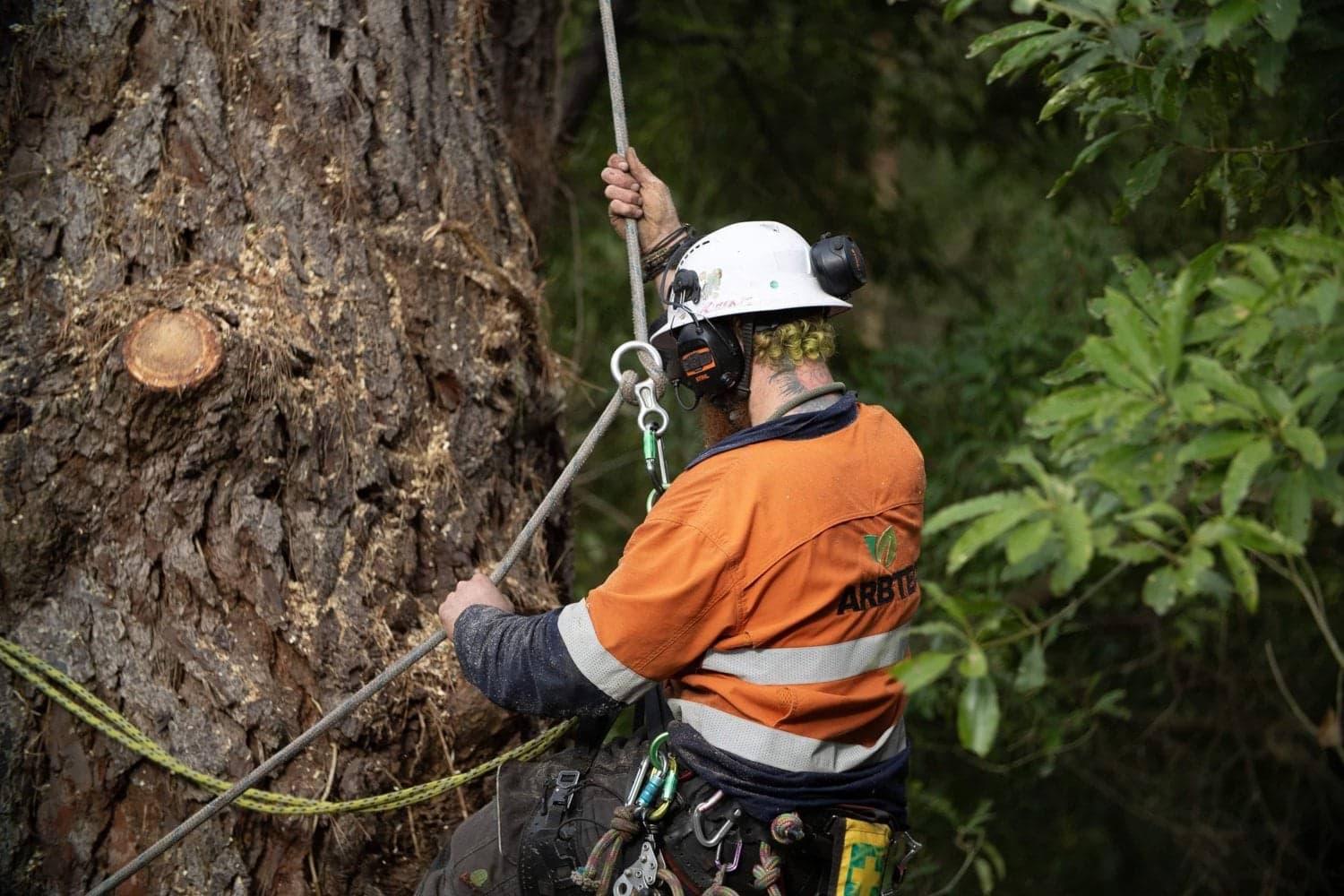 Arborist in an orange shirt and white helmet secured by ropes beside a tree trunk