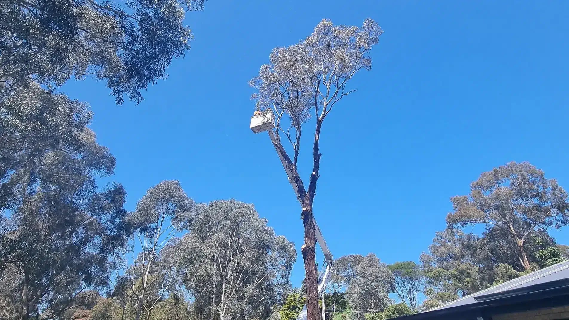 Council Vegetation Works