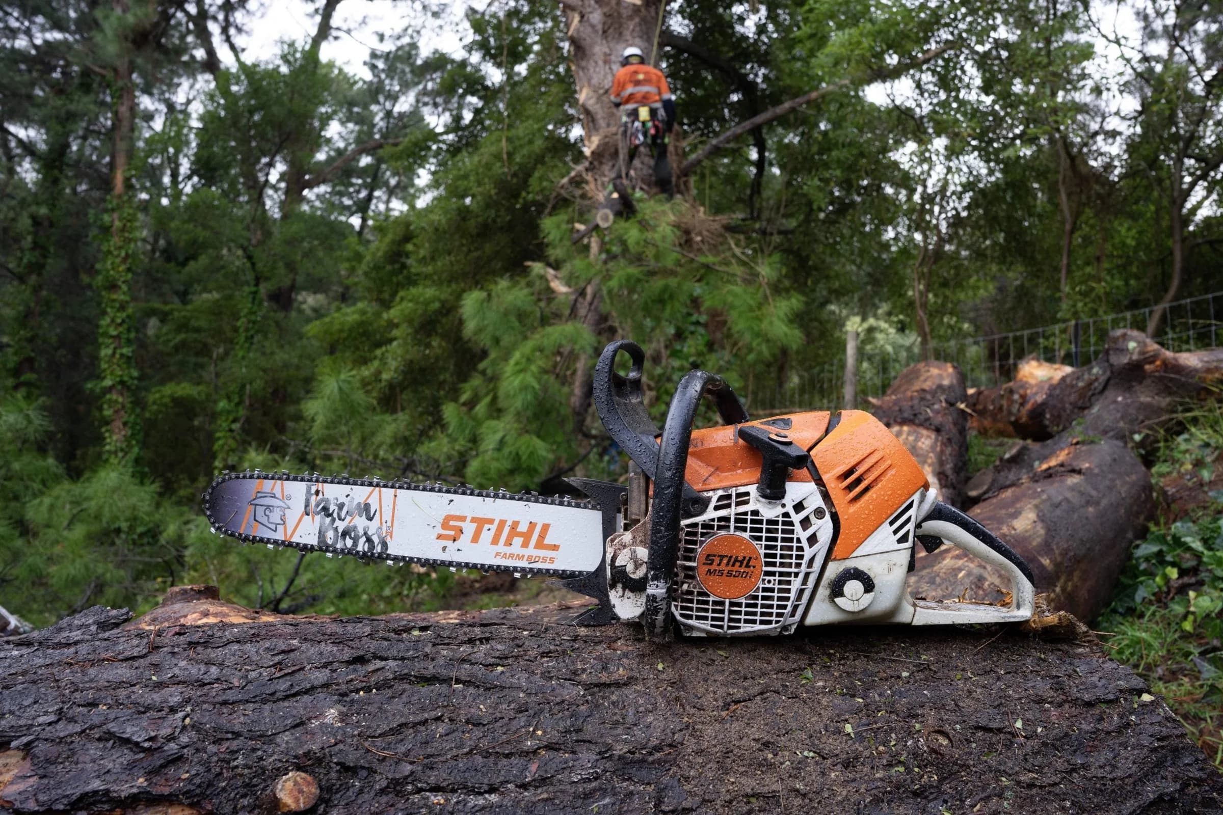 Orange and white chainsaw resting on a cut trunk with an arborist in the trees behind
