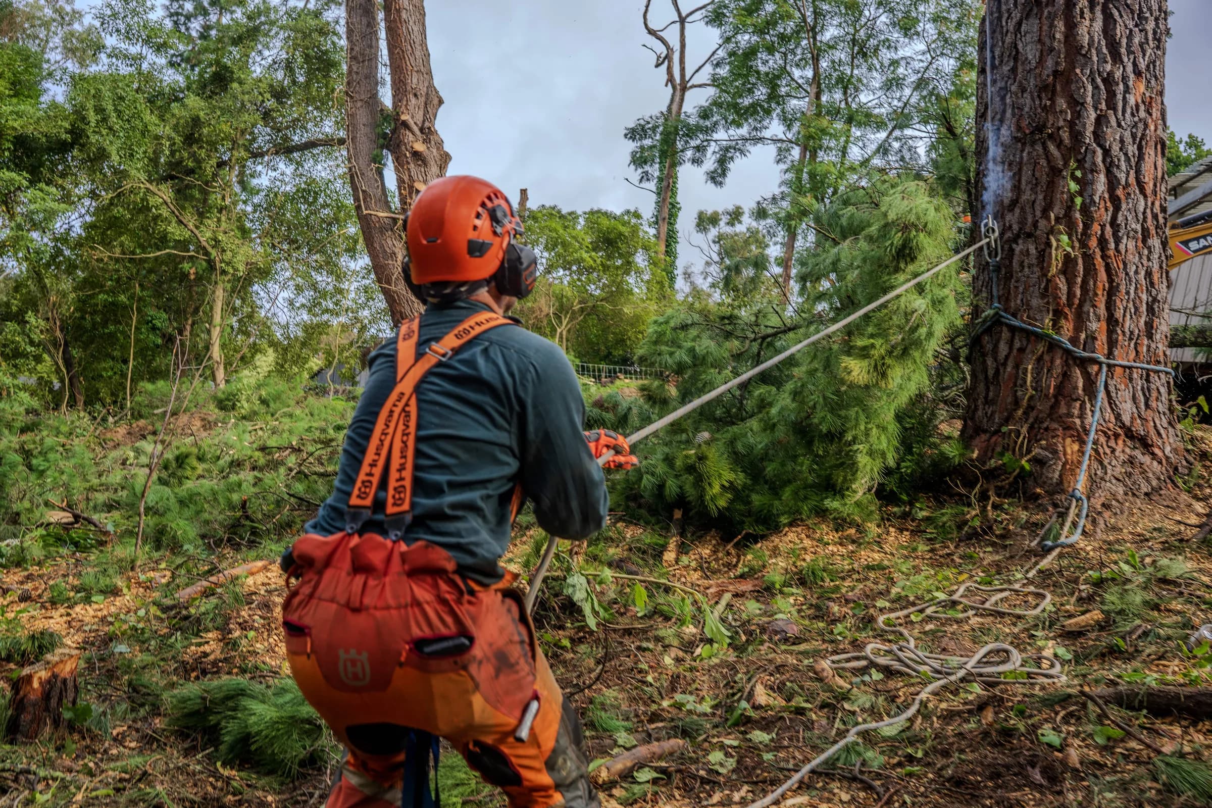 Arborist felling large tree