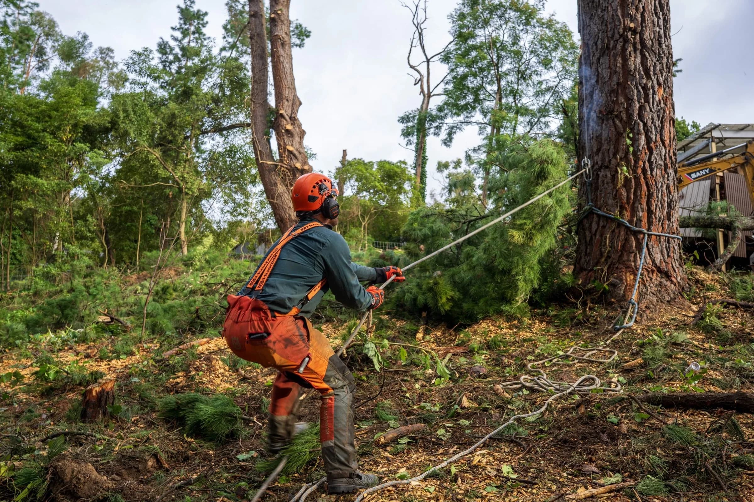 Helmeted worker pulling a rope among trees and cut branches