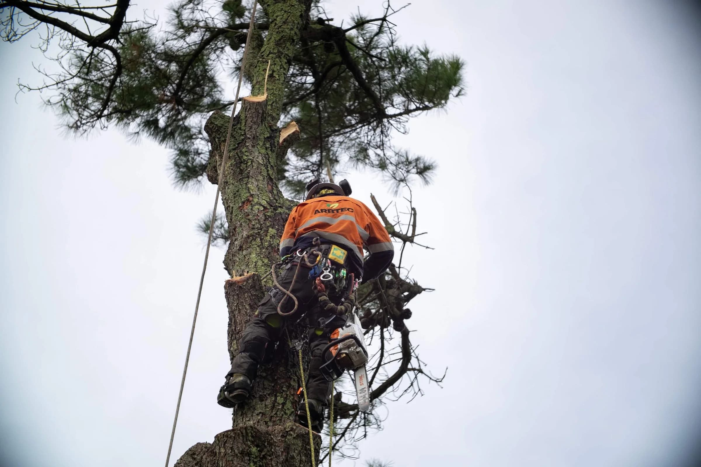 Arborist in orange workwear secured to a tall tree trunk