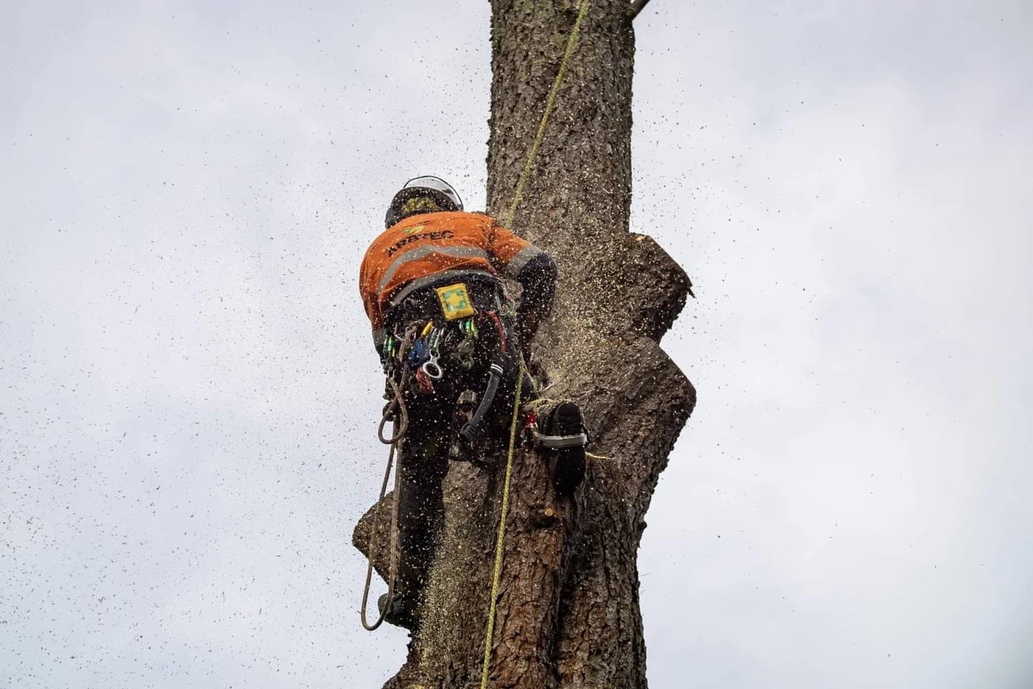 Arborist pruning a mature canopy