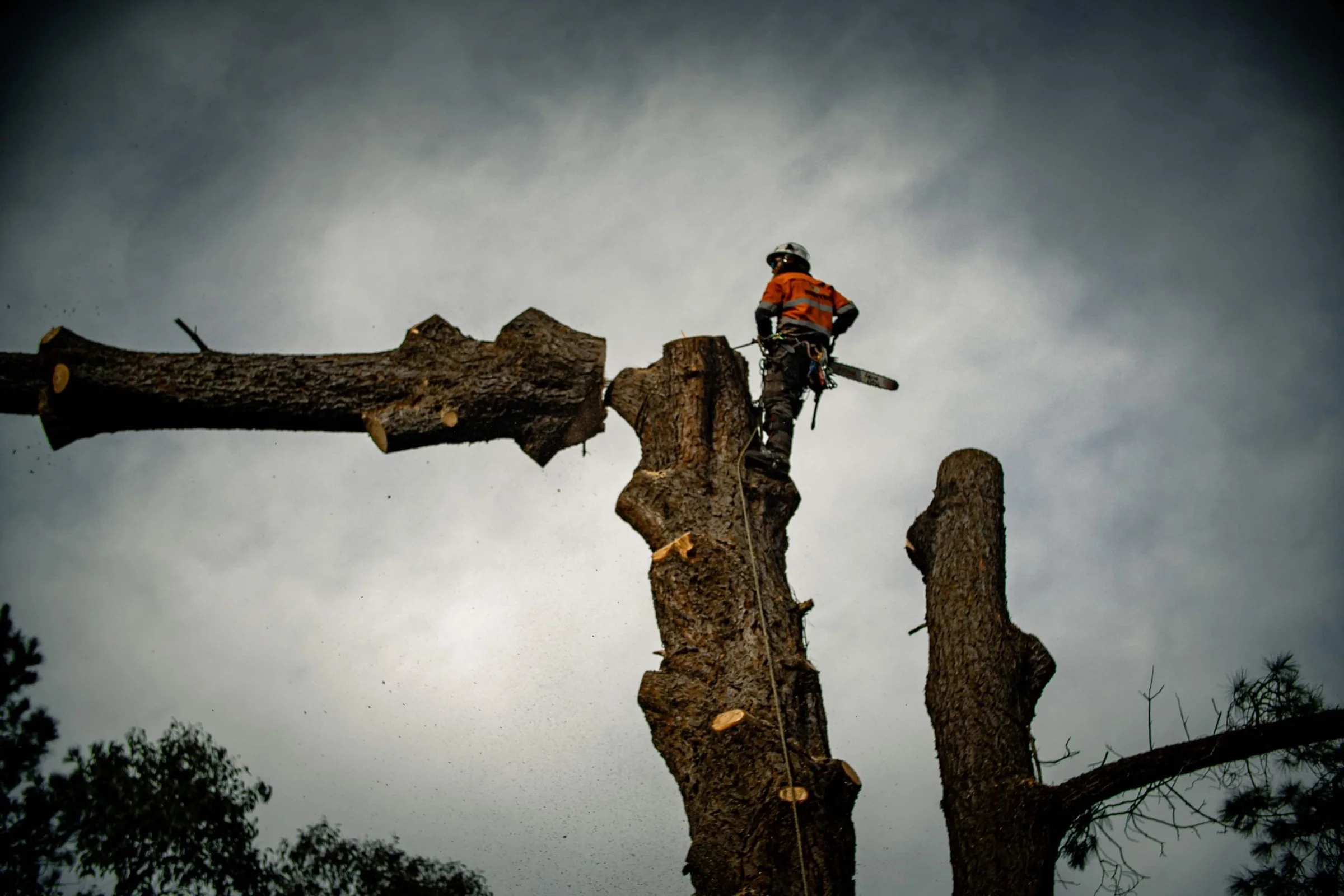 Arborist working from an elevated platform