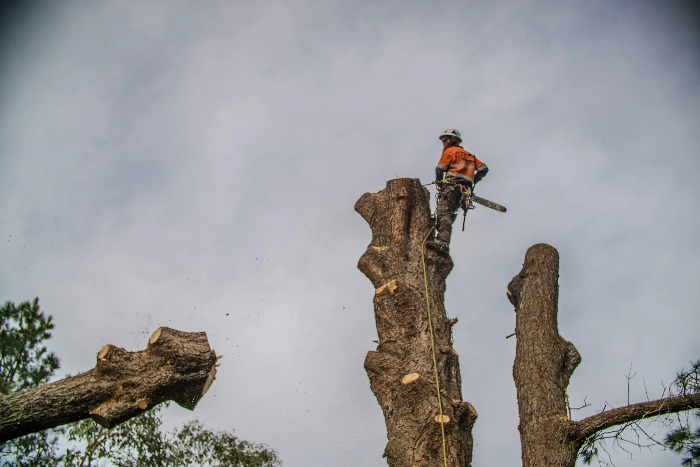 Arborist standing high on a cut tree trunk with a chainsaw