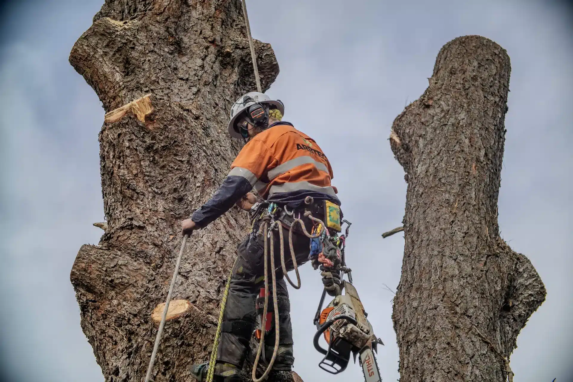 Tree climber with chainsaw