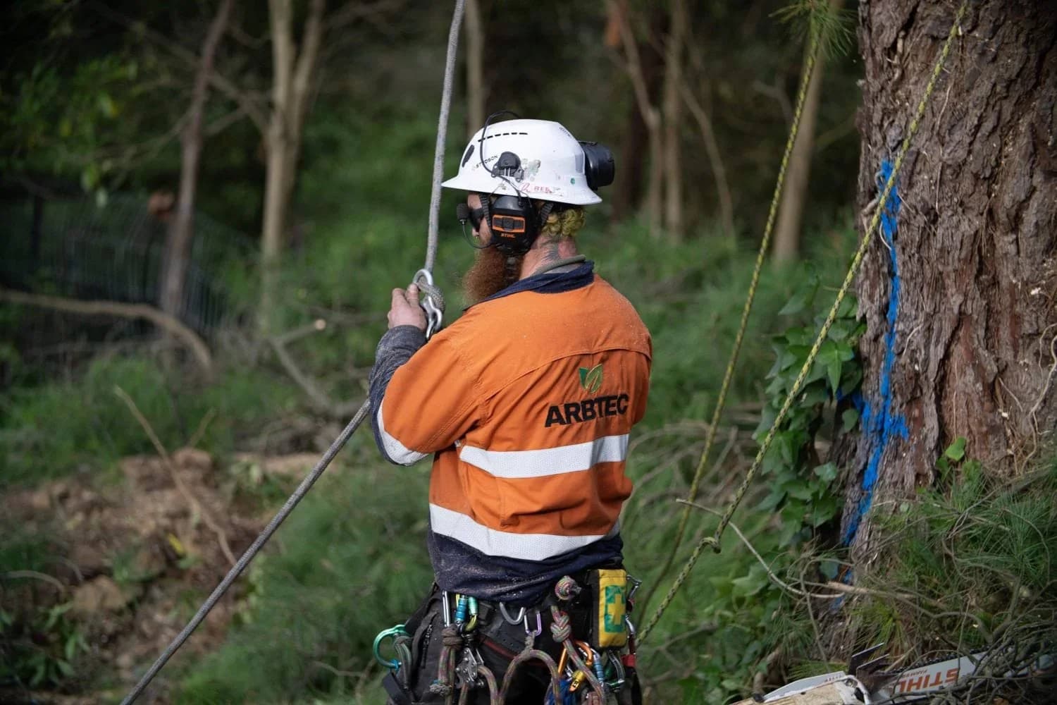 Arborist roped into a tall tree