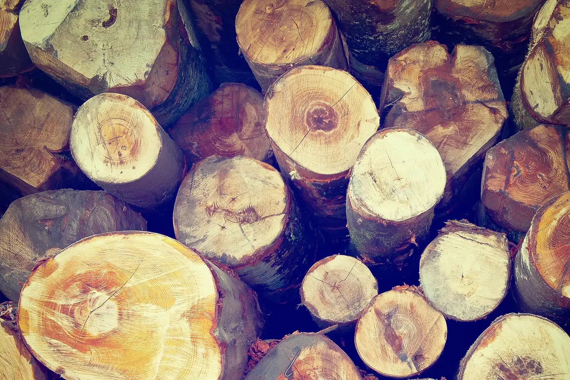 Stacked cut logs showing circular end grain