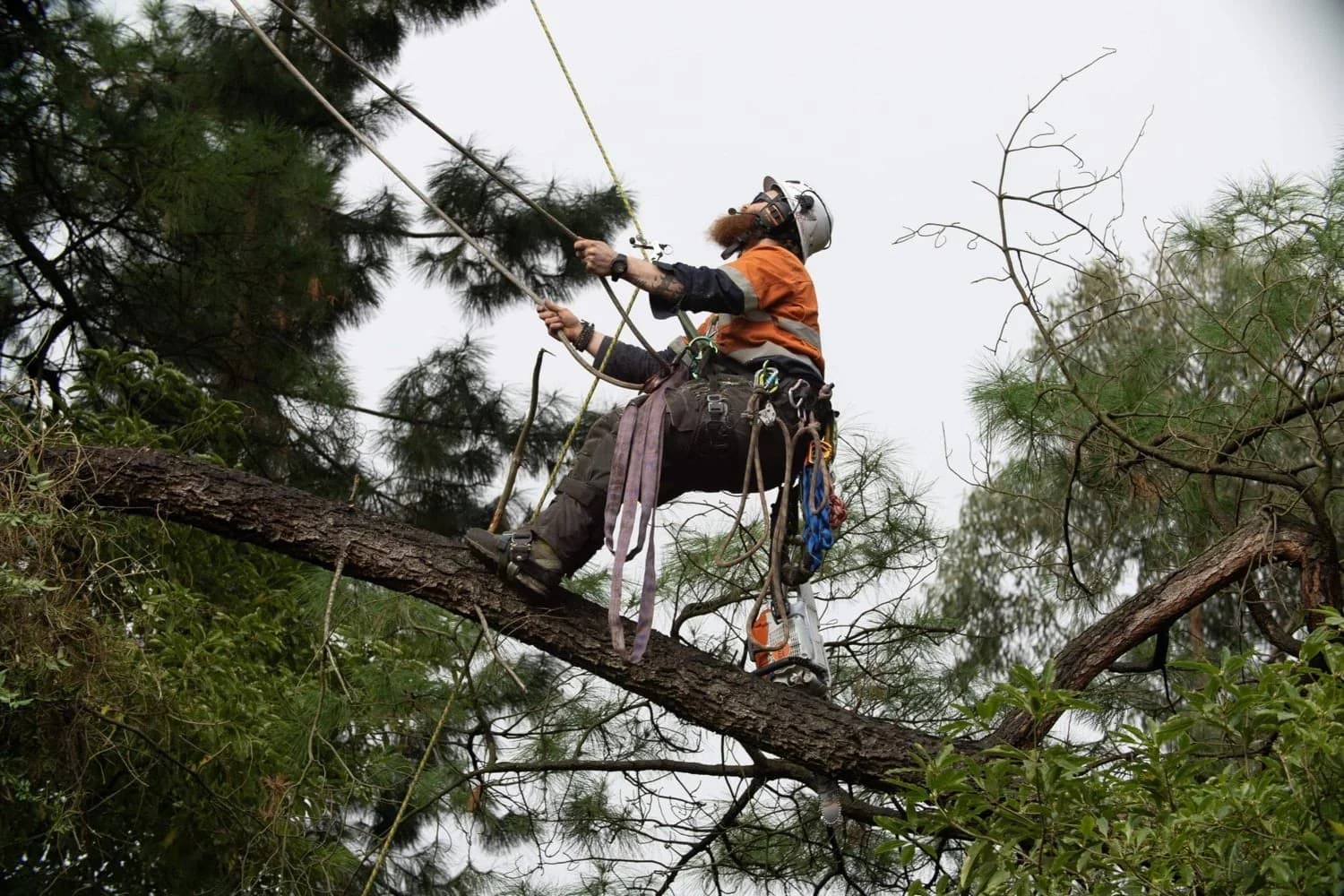 Arborist secured by ropes working among large tree branches