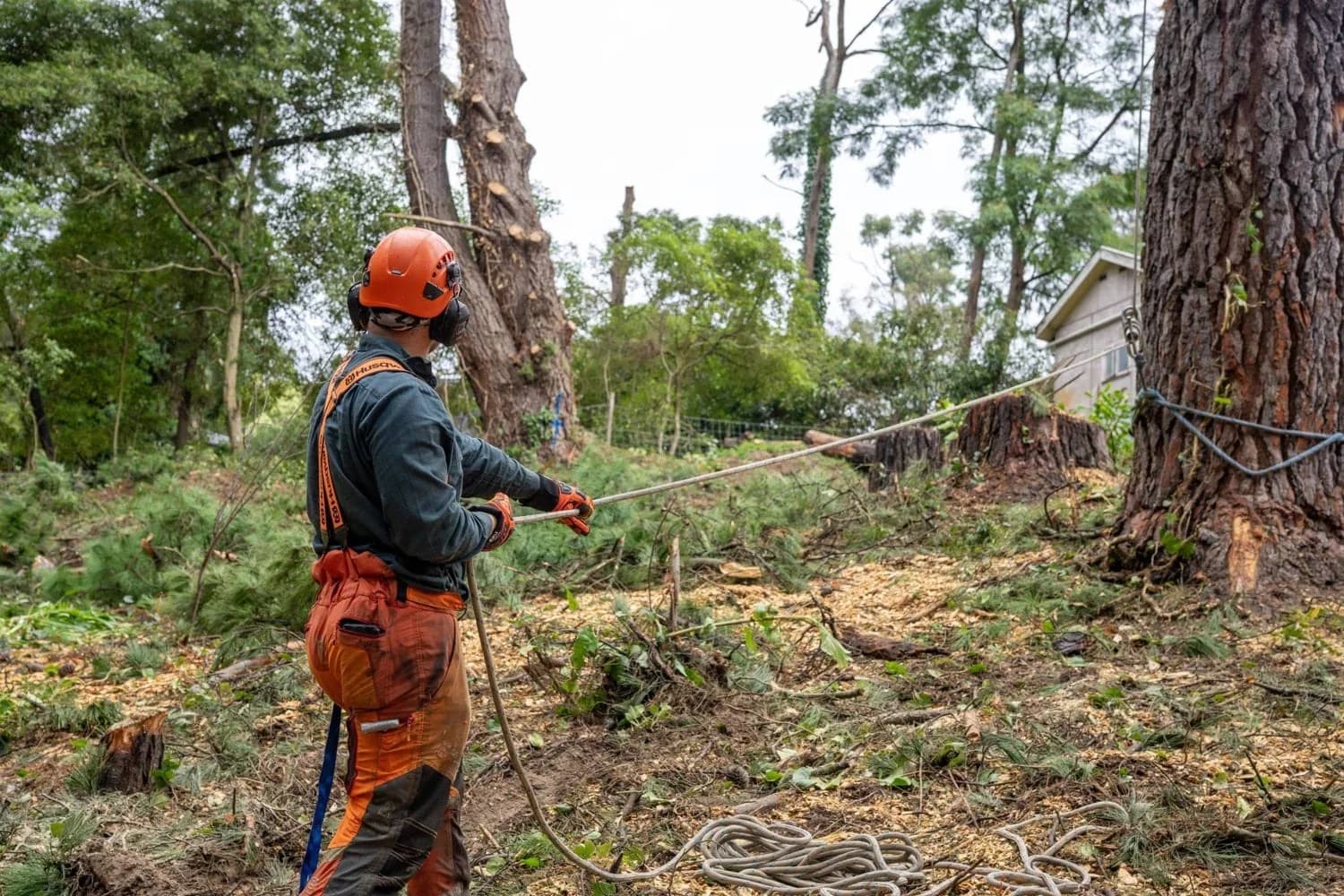 Arborist pruning a mature tree