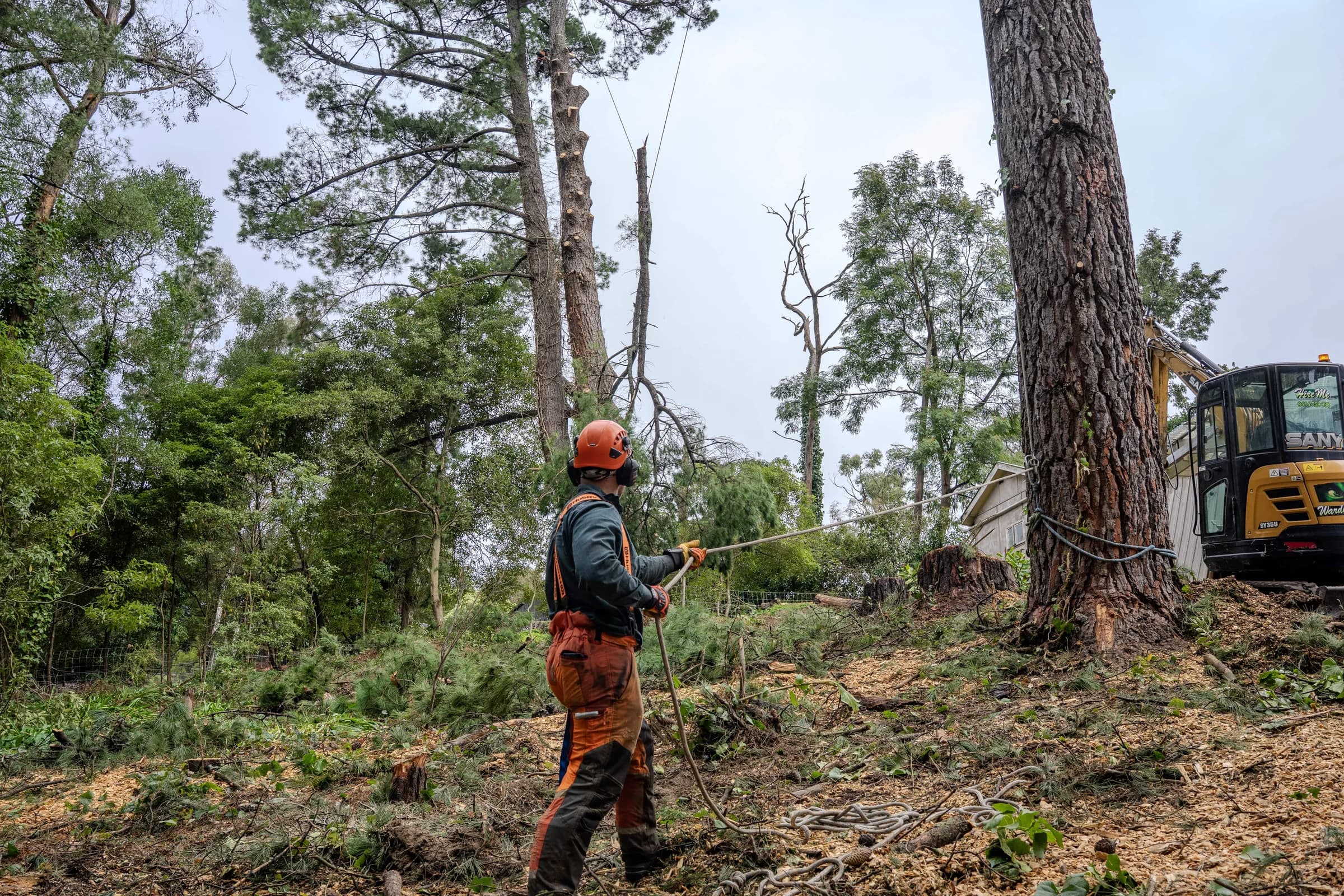 Arborist clearing vegetation near power lines