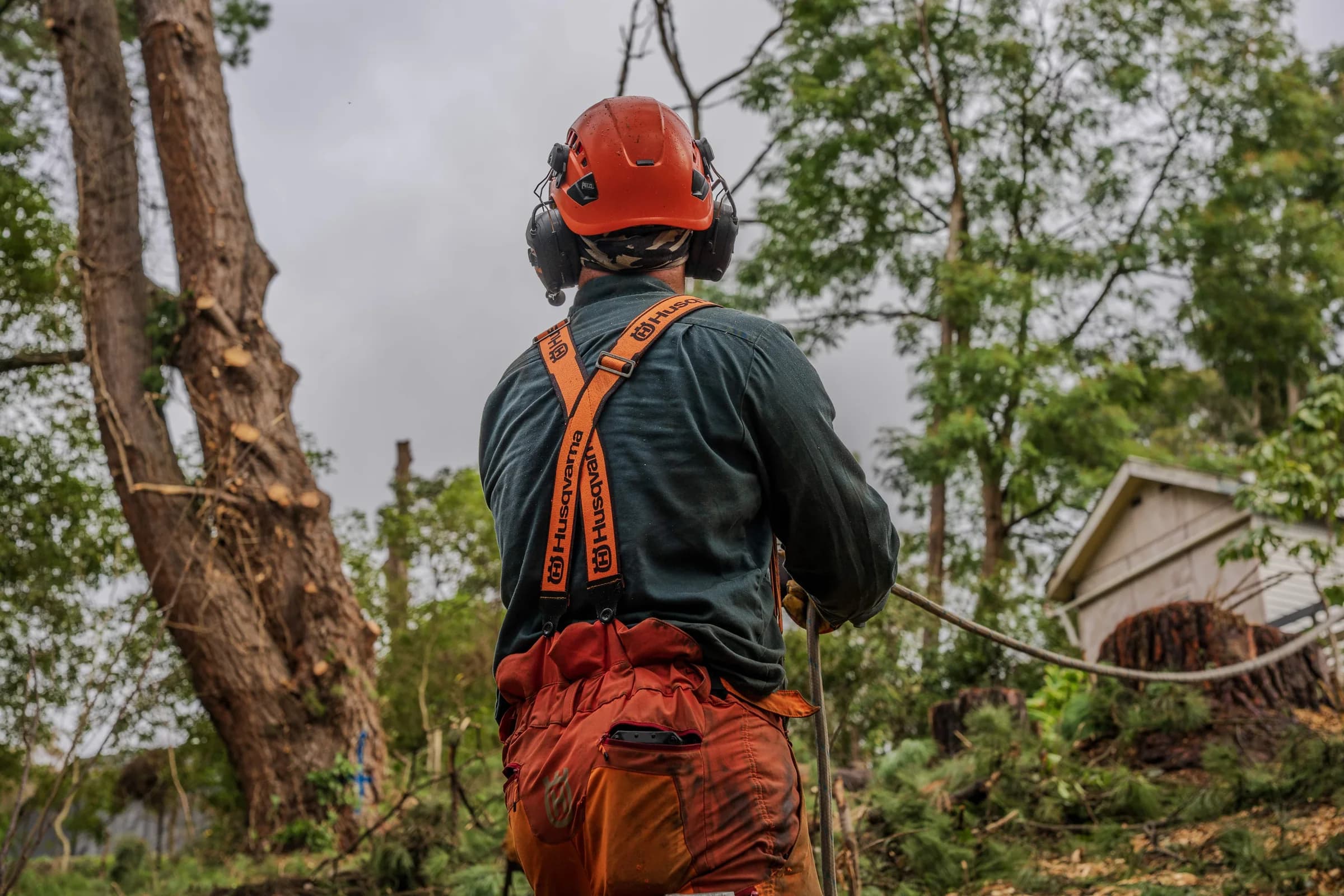 Arborist working in trees