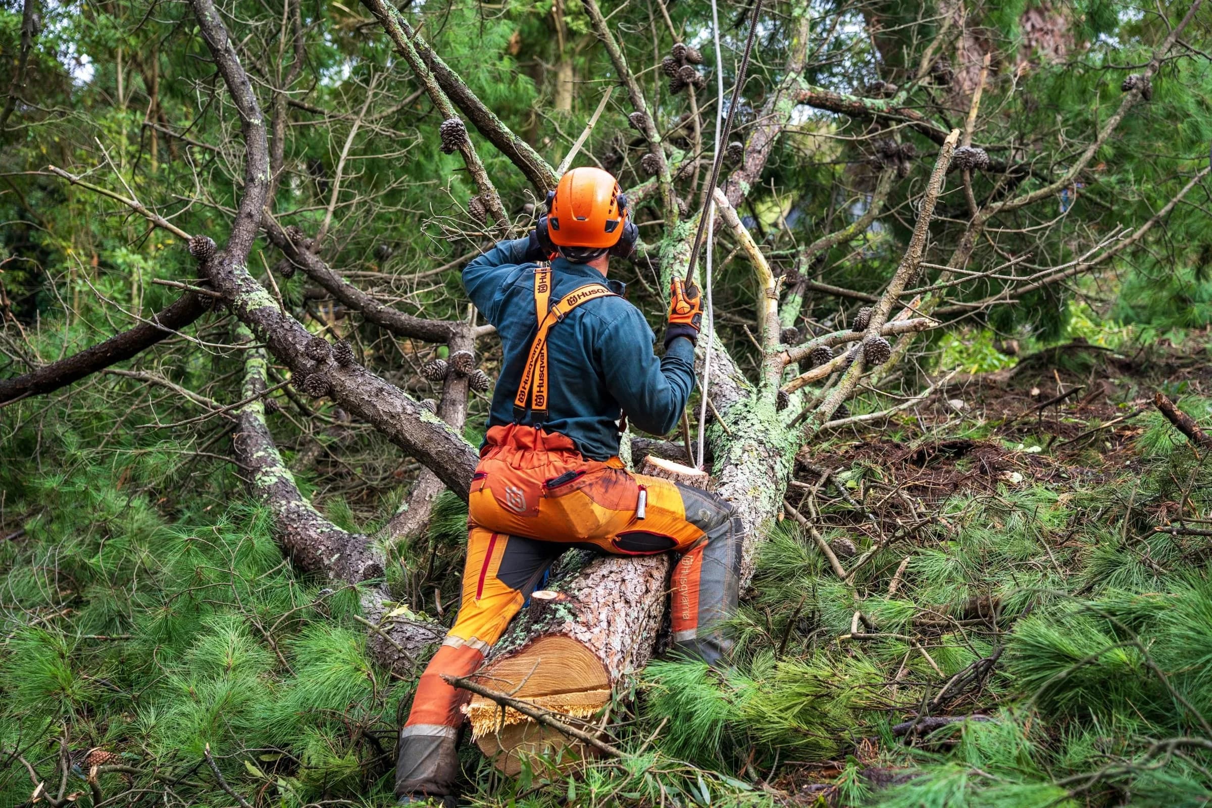 Arborist cutting branches high in a tree