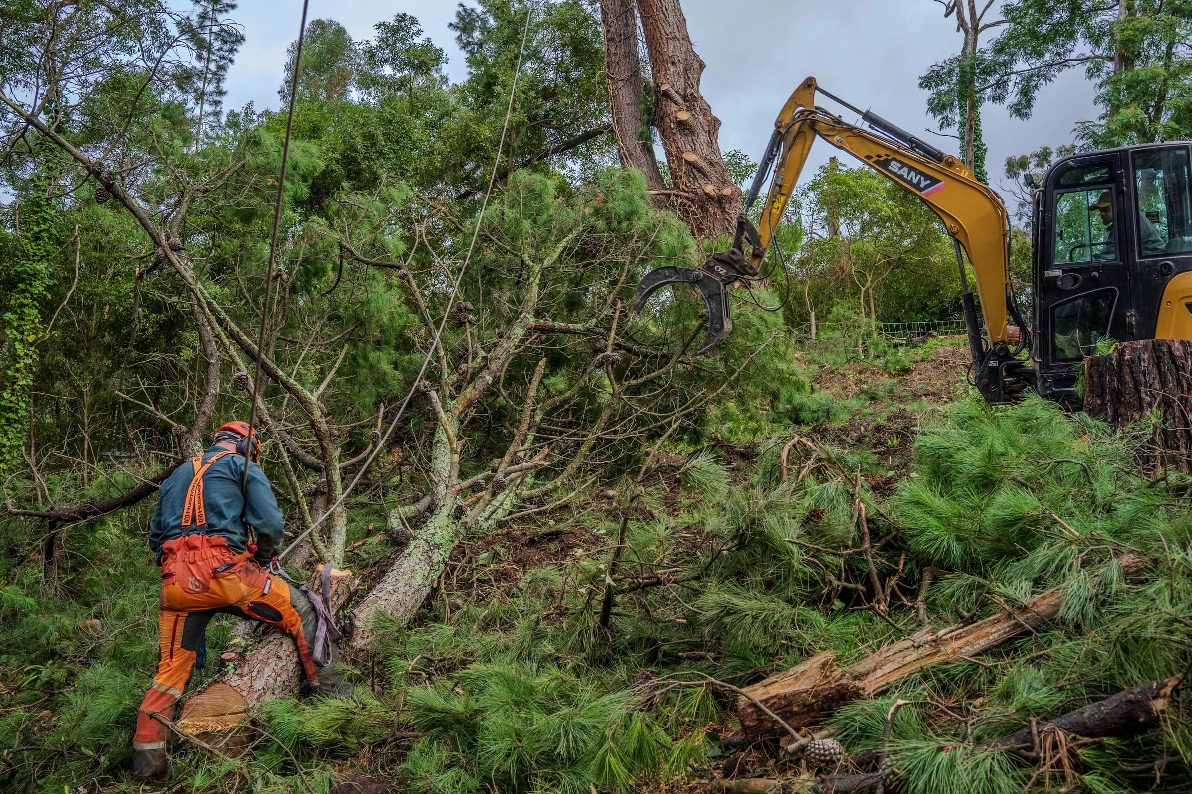 Tree removal with excavator