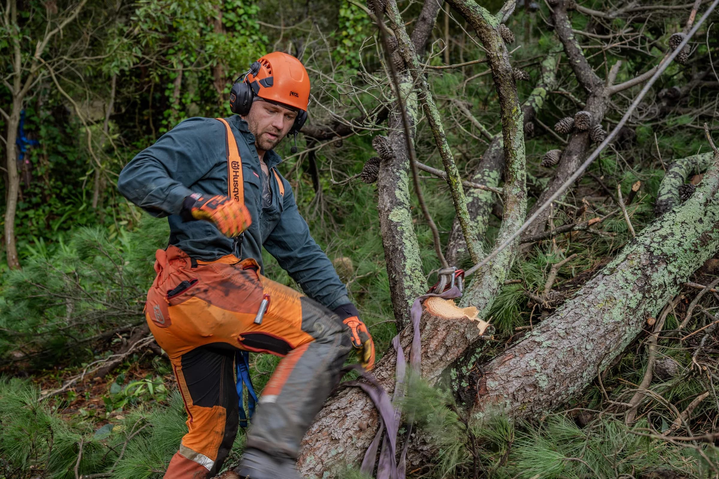 Arborist trimming large tree branch