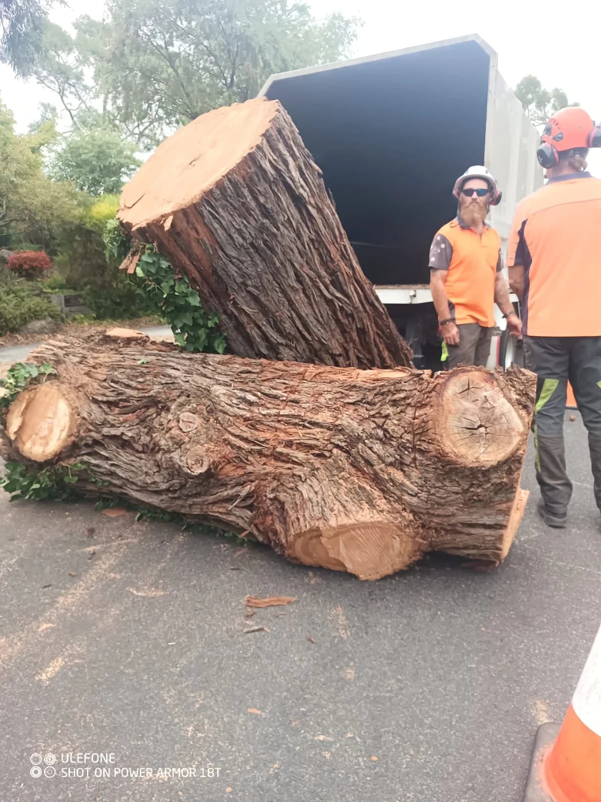 Arbtec team beside large tree logs after a residential removal