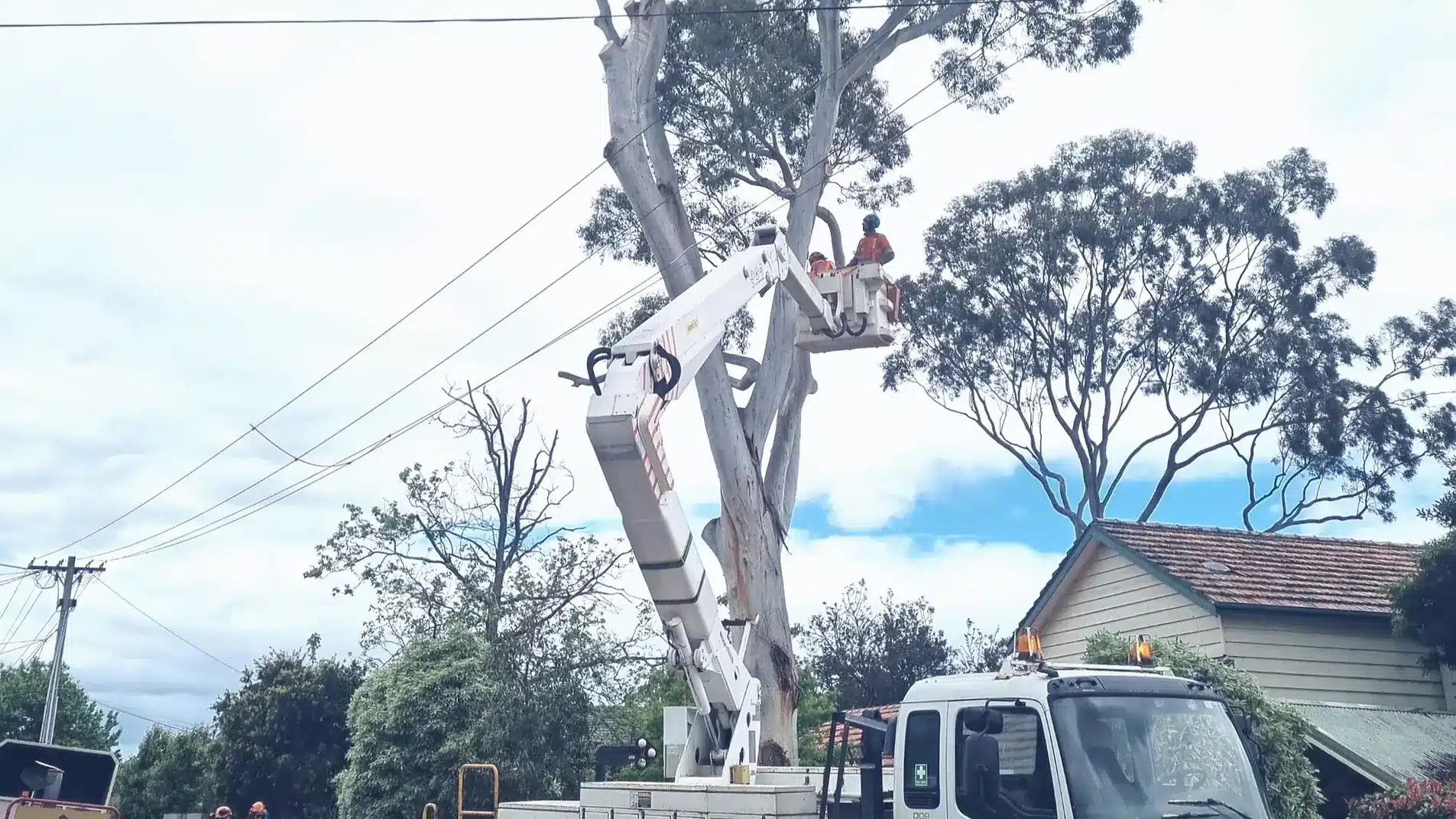 Tree trimming with bucket truck