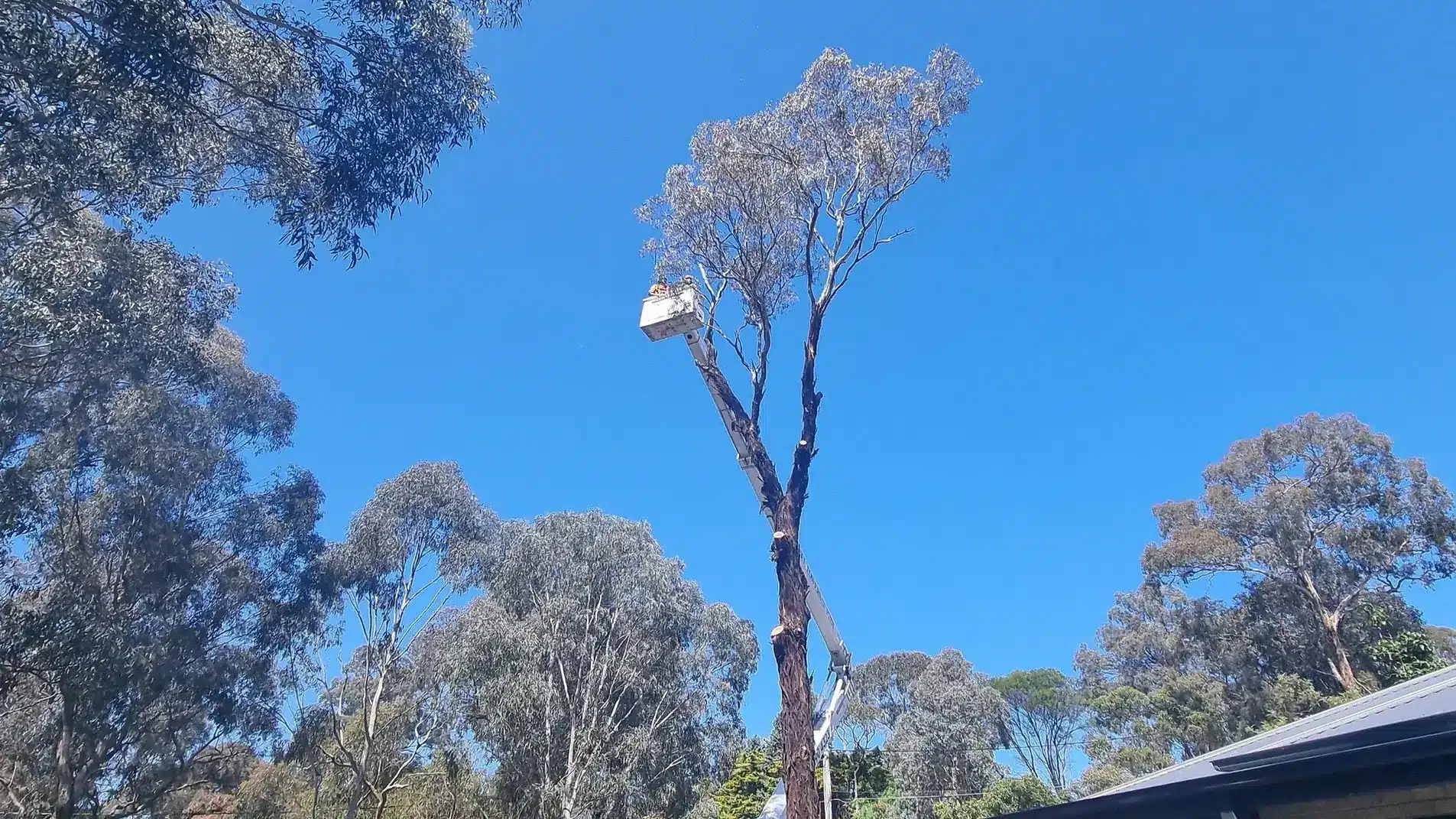 Tall tree being trimmed
