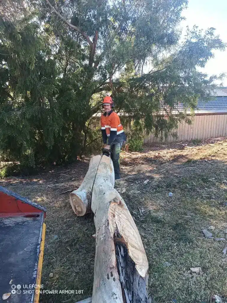 Tree cutting with chainsaw