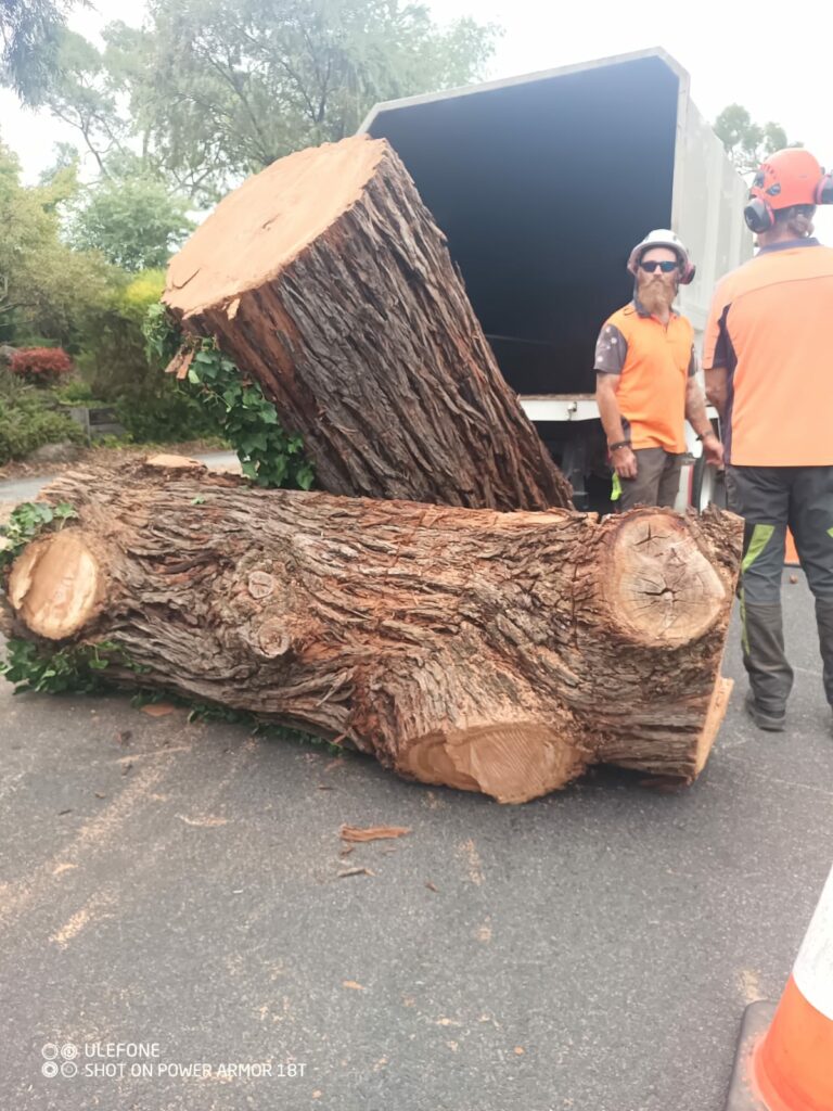 Tree removal workers with logs