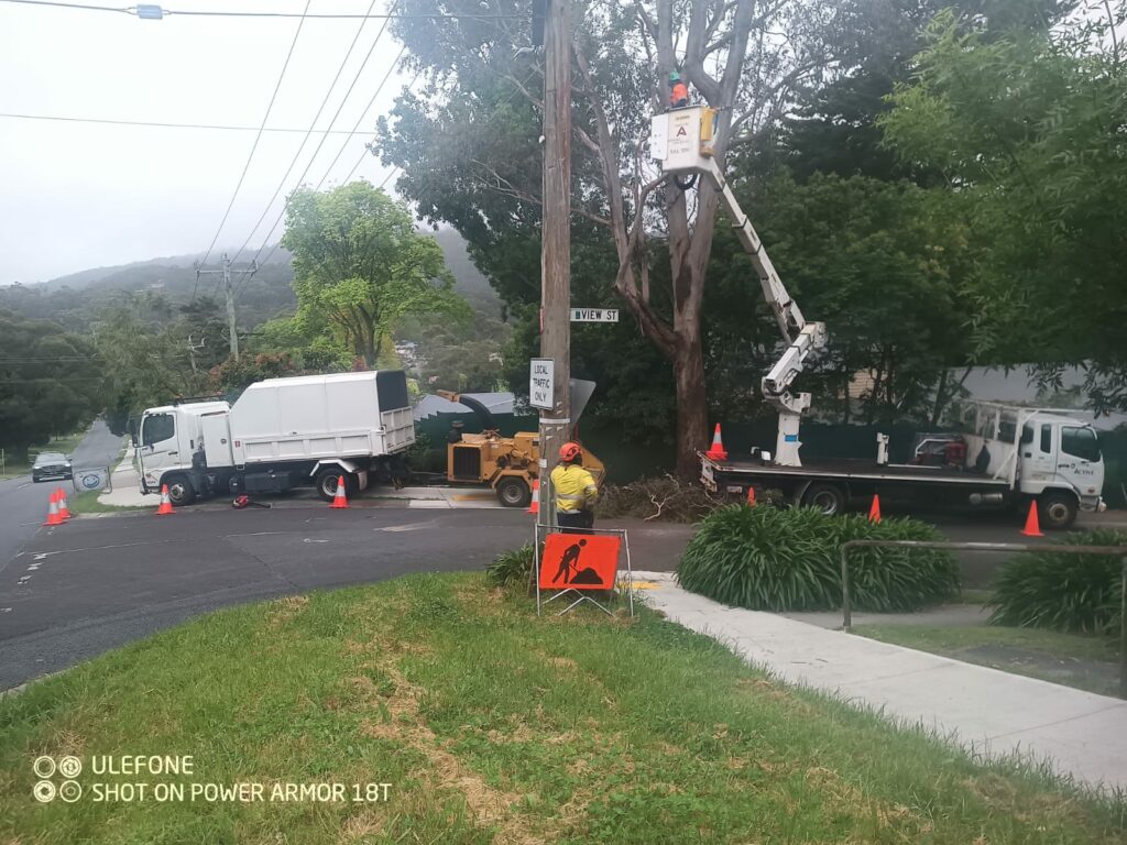 Tree trimming with bucket truck