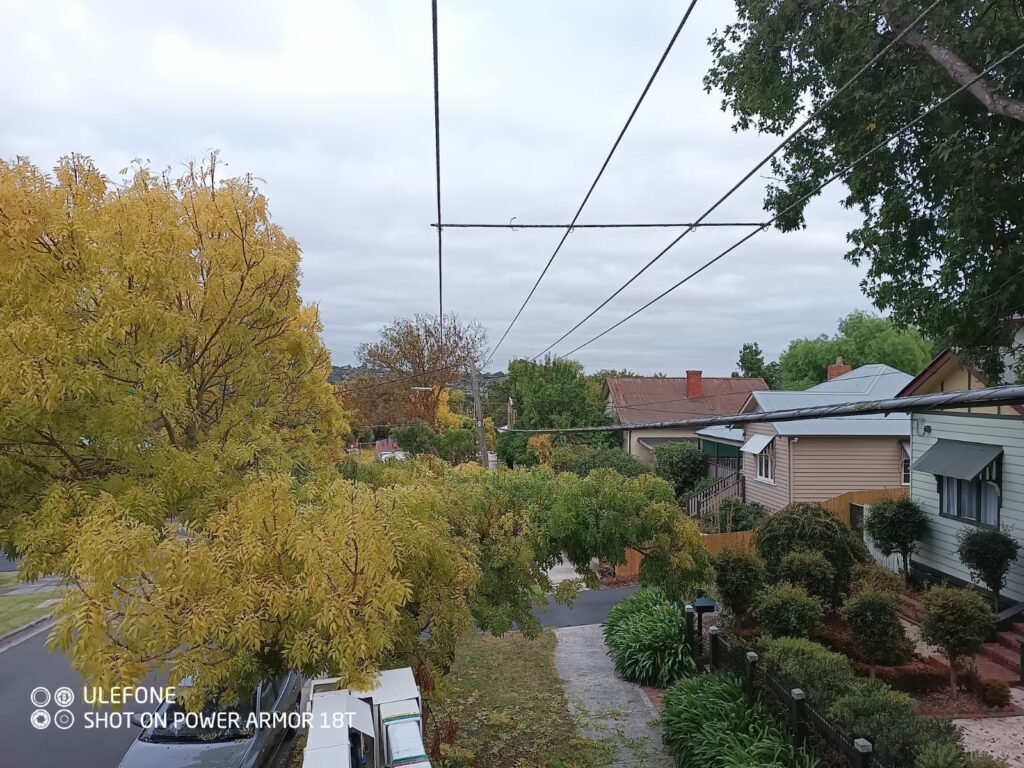 Autumn trees line suburban street
