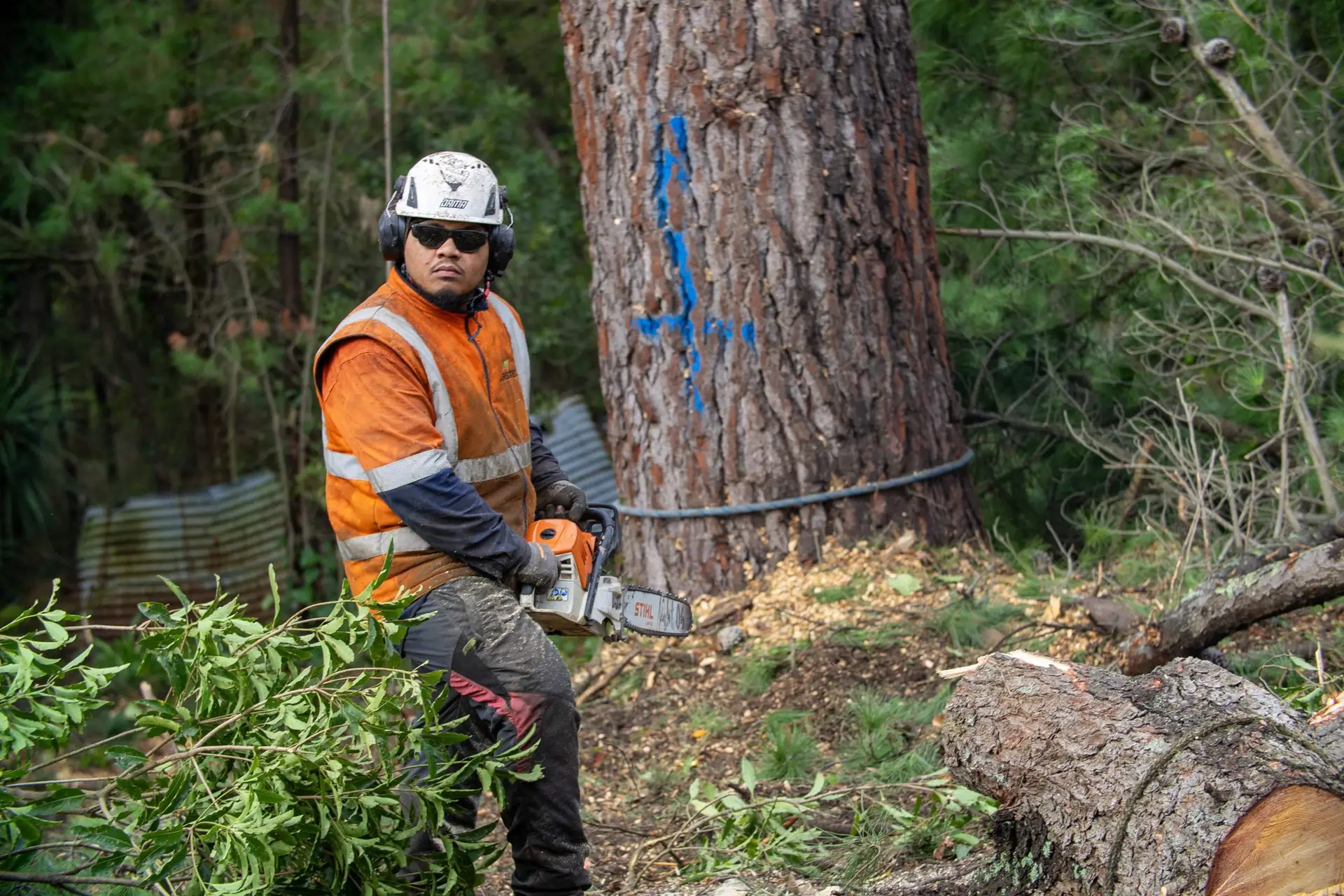 Arborist with chainsaw and tree