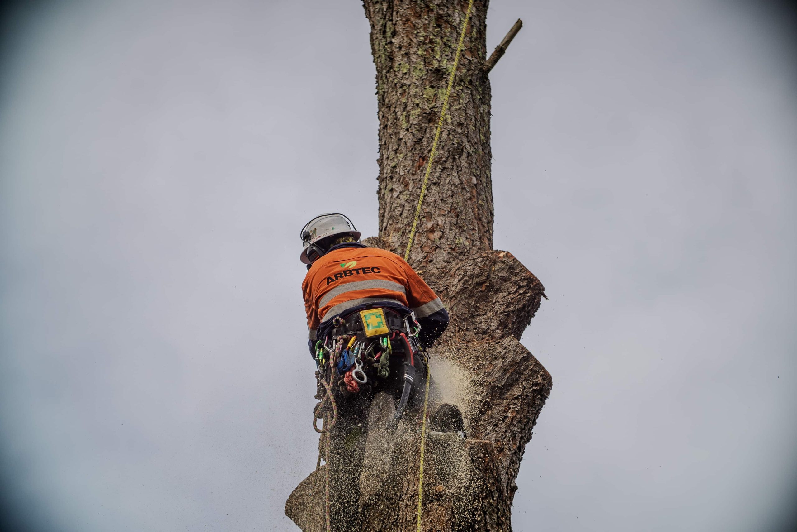Arborist climbing and cutting tree