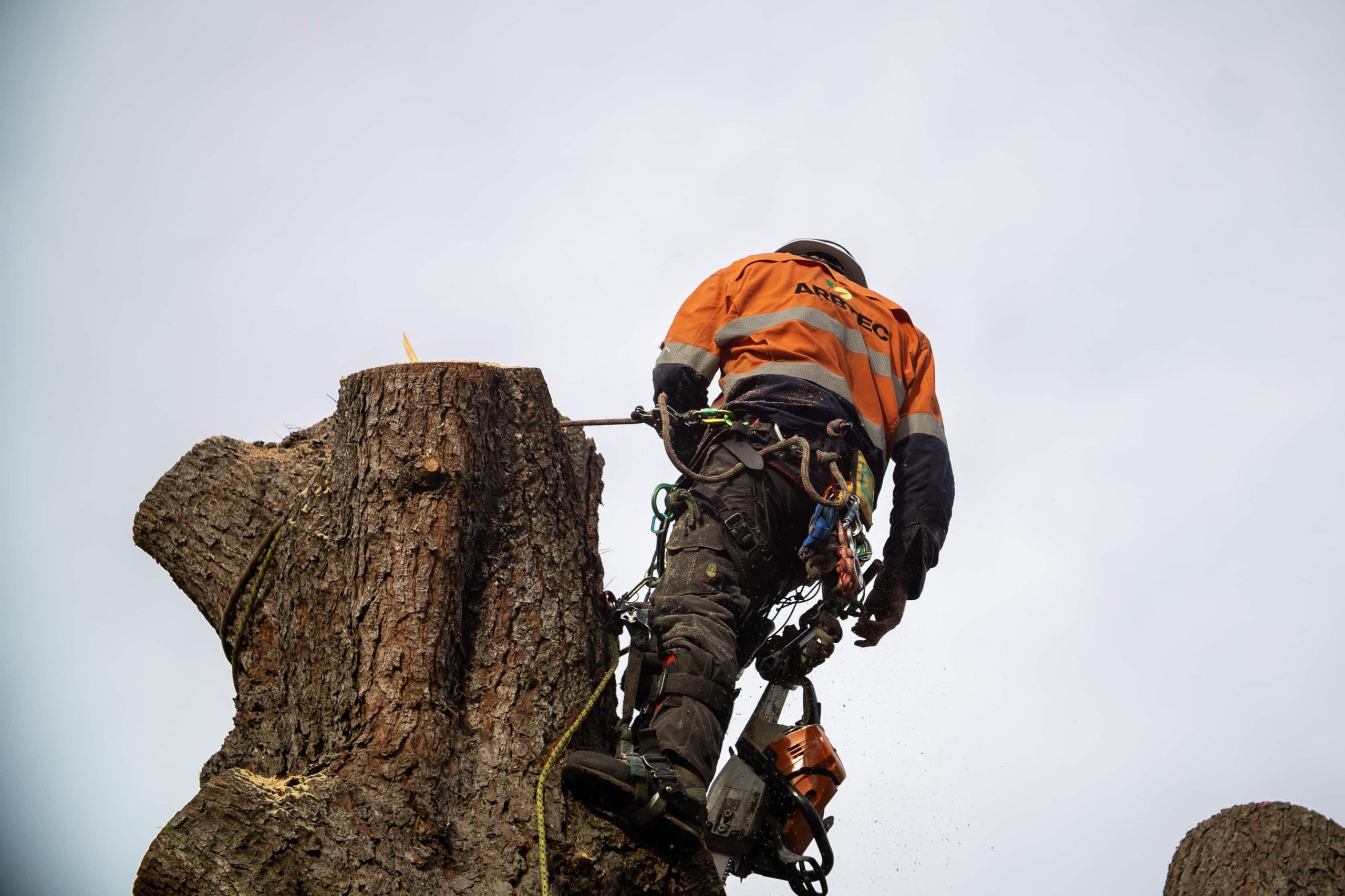 Arborist working on tree stump