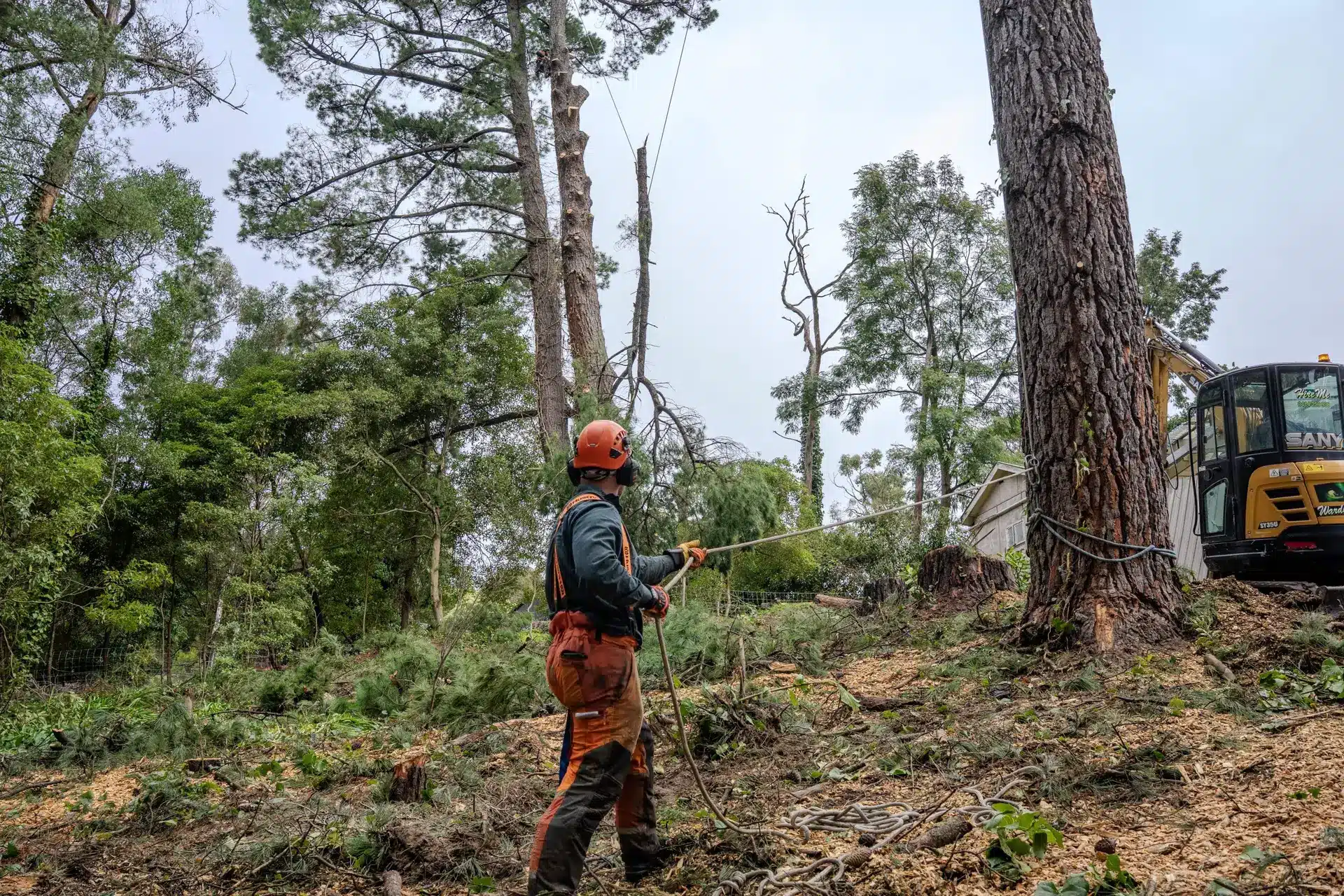 Arborist works in woods
