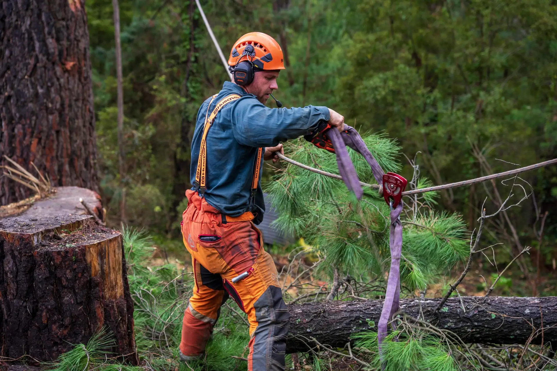 Arborist cuts tree limb.