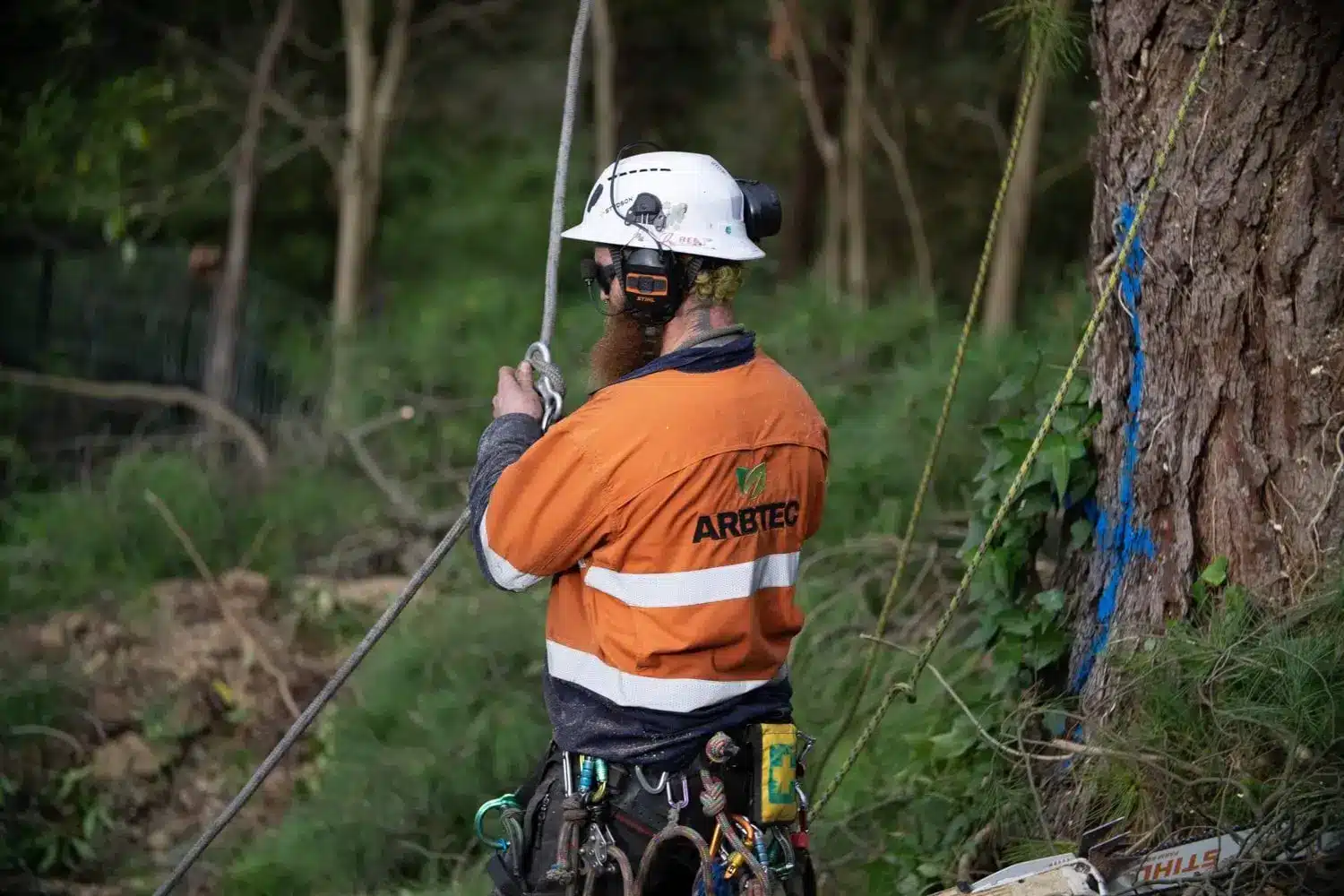 Arborist working on a tree
