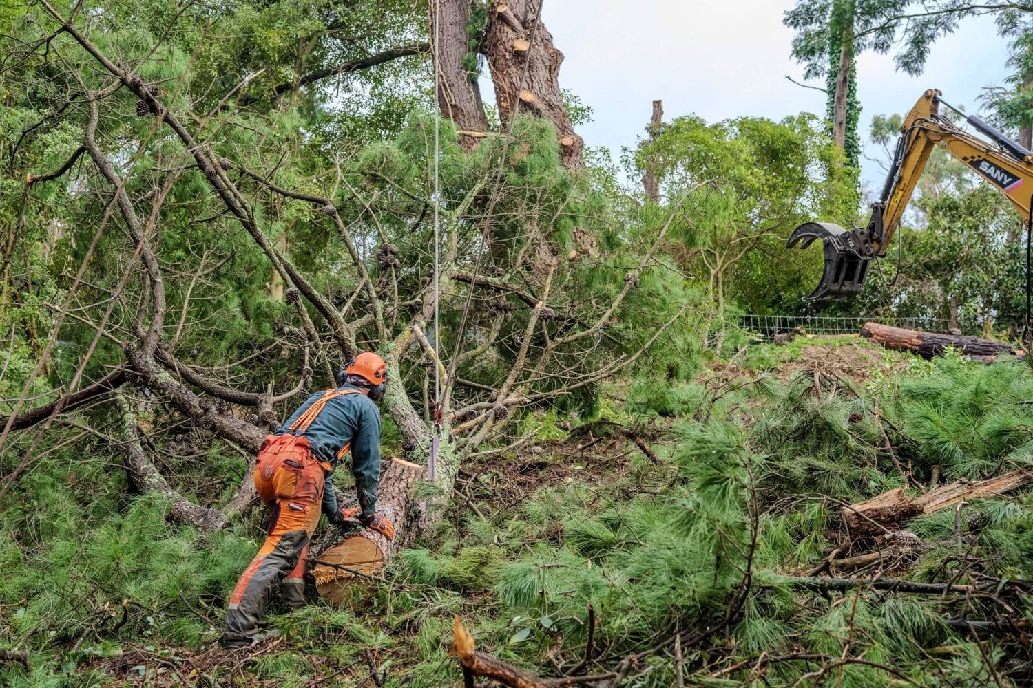 Arborist cutting fallen tree